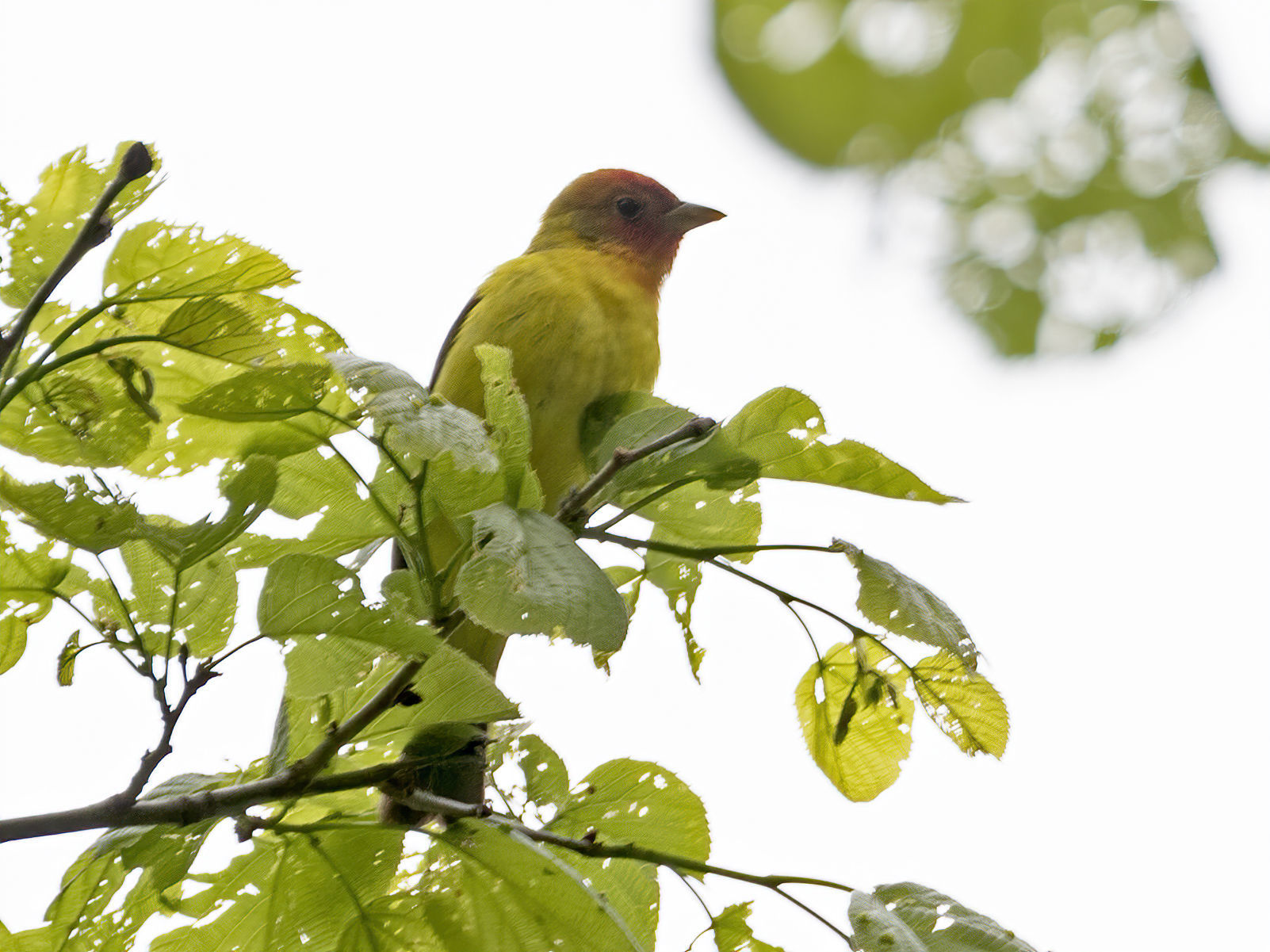 Western Tanager